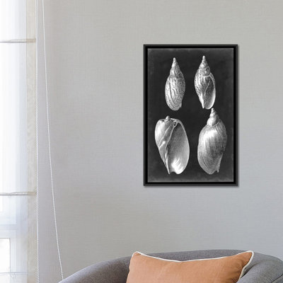 Alabaster Shells III by Vision Studio - Gallery-Wrapped Canvas Giclée