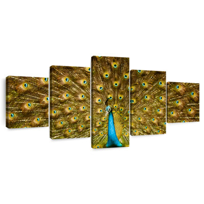 Peacock Feather