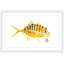 « golden trevally », reproduction d’art encadrée-20586071
