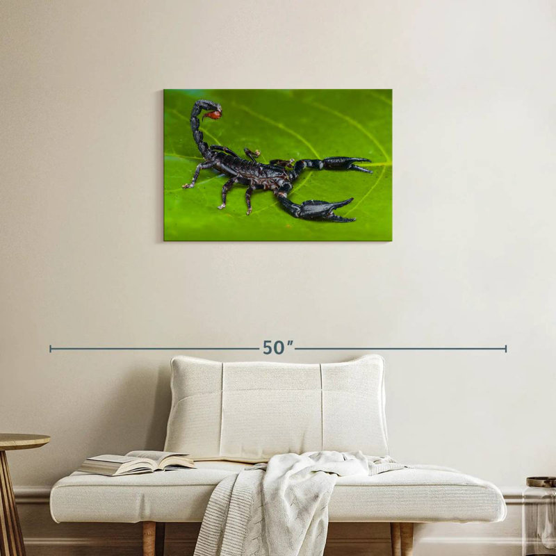 Scorpion de forêt, H 20 po x l 30 po