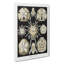 Echinoida Sea Urchin Vol.1 by Ernst Haeckel - Wrapped Canvas Painting-61848975