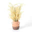 Arrangement floral blé en pot