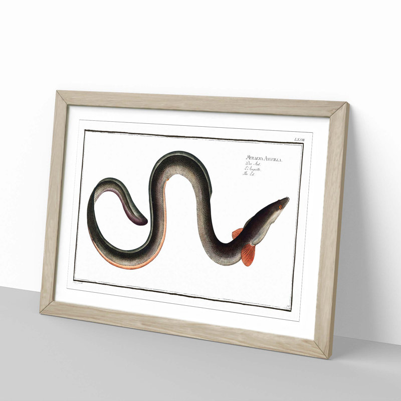 Eel by M.E. Bloch - Framed Print, 27cm H x 36cm W x 2cm D, Oak Framed