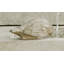 Solo Bird Garden Statue-13916425