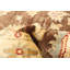 Tapis brun foncé Chobi Finest 2 pi 9 po x 5 pi 0 po