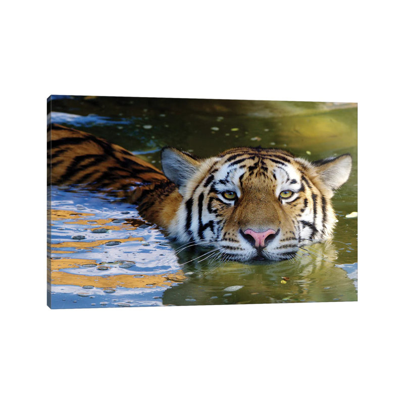 Tiger VI by Goran Anastasovski - Wrapped Canvas Print, 20.32 cm H x 30.48 cm W