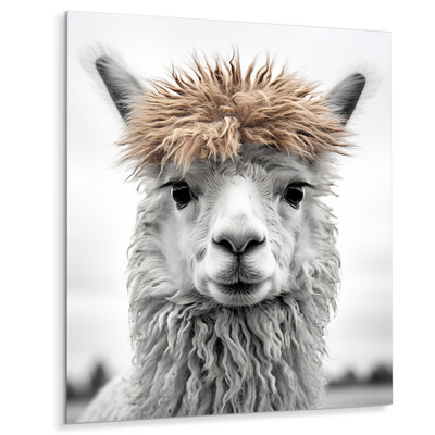 " Curious Llama "