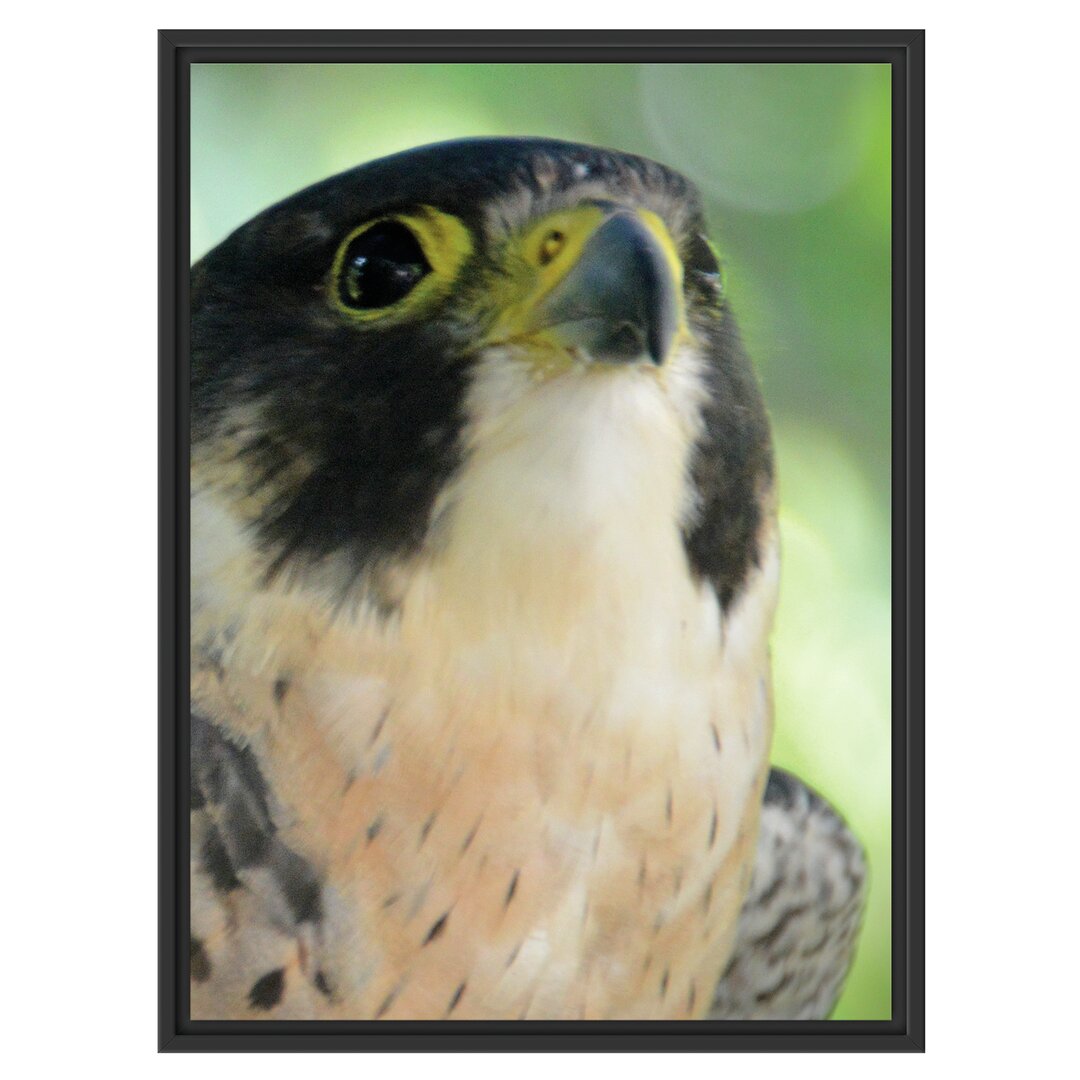 Gerahmtes Wandbild schöner grauer Adler