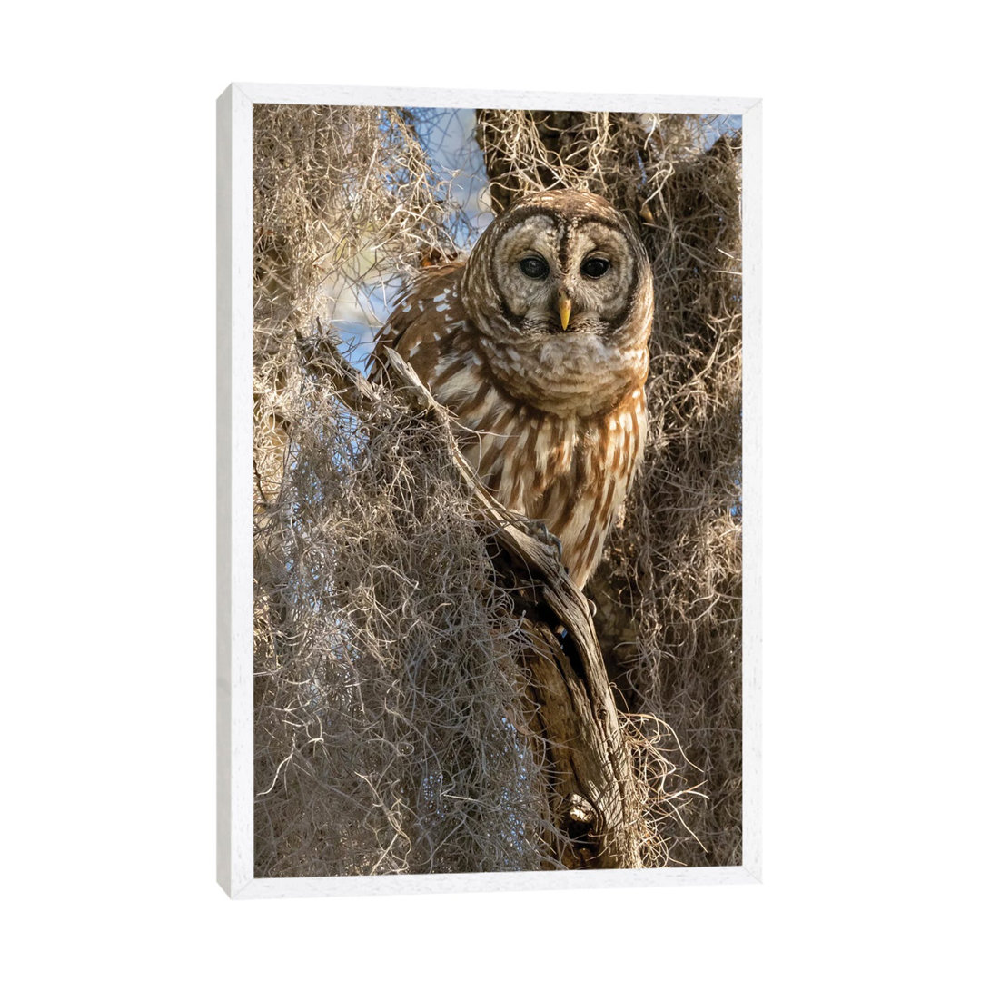 Barred Owl, Aka Hoot Owl In Tree, Florida, USA von Joe & Mary Ann McDonald - Gallery-Wrapped Canvas Giclée on Canvas