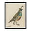 Quail Print