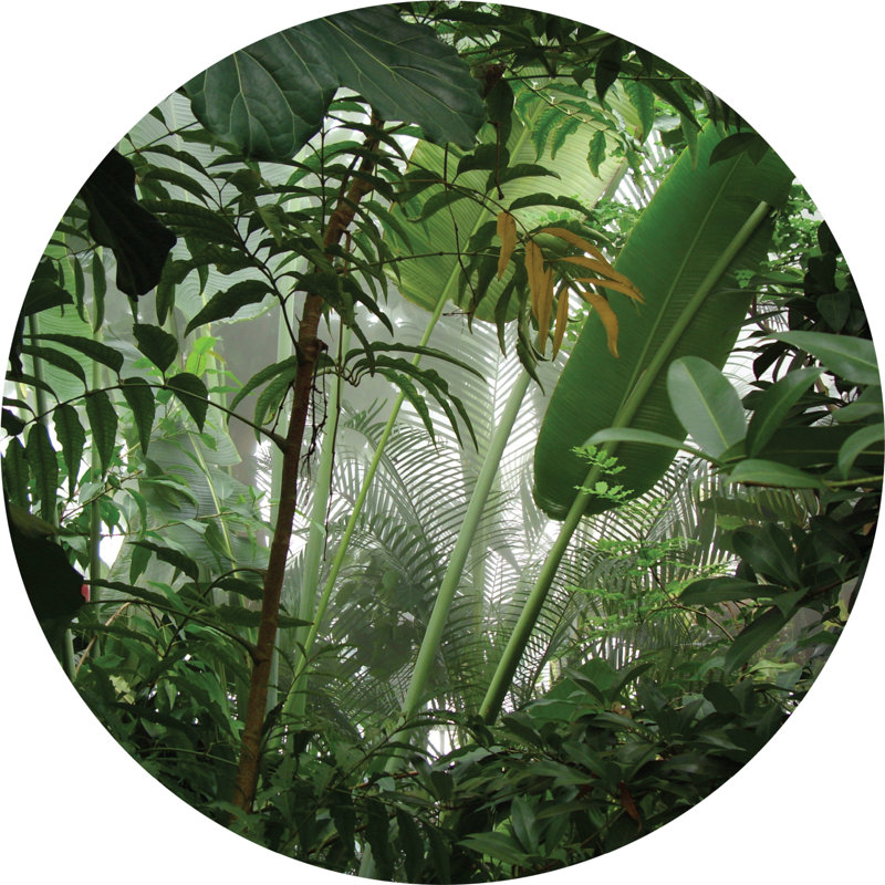 Panneau mural Stonerstown Jungle Scene L 2 pi x l 28 po