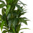 Dracaena Silk Plant