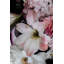 Flowery Beauty Photographic Art Print on Glass