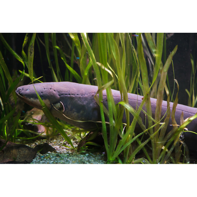 Electric Eel by Wrangel - Wrapped Canvas Print, 20cm H x 30cm W