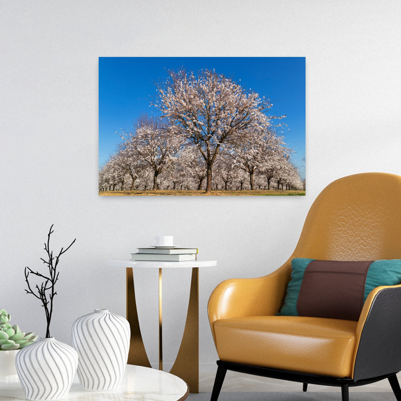 Almond Trees In Blossom Cordoba Province Andalusia Southern Spain. Prunus Dulcis. by Ken Welsh - Wrapped Canvas Print
