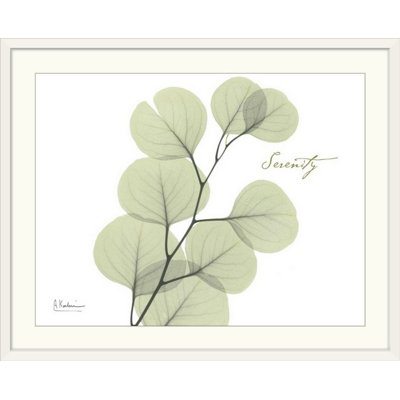 Manigault 'Eucalyptus Serenity by Kiranjit Photographic Print