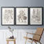 Sépia Besler Botanicals I - ensemble de 3 reproductions de cadres photo-69879056-69879058