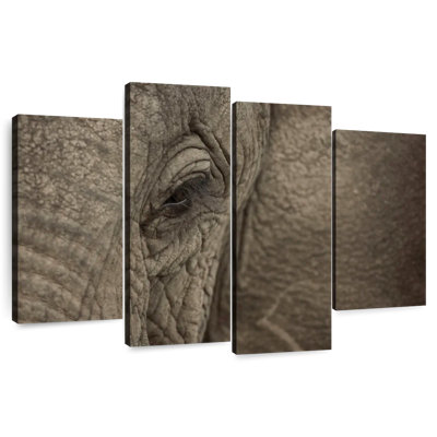 Brampt African Elephant Eye