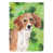 Beagle blanc