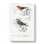 Cordonbleu & Java Sparrow Birds PL. 5A by Charles D Orbigny - Wrapped Canvas-55371246