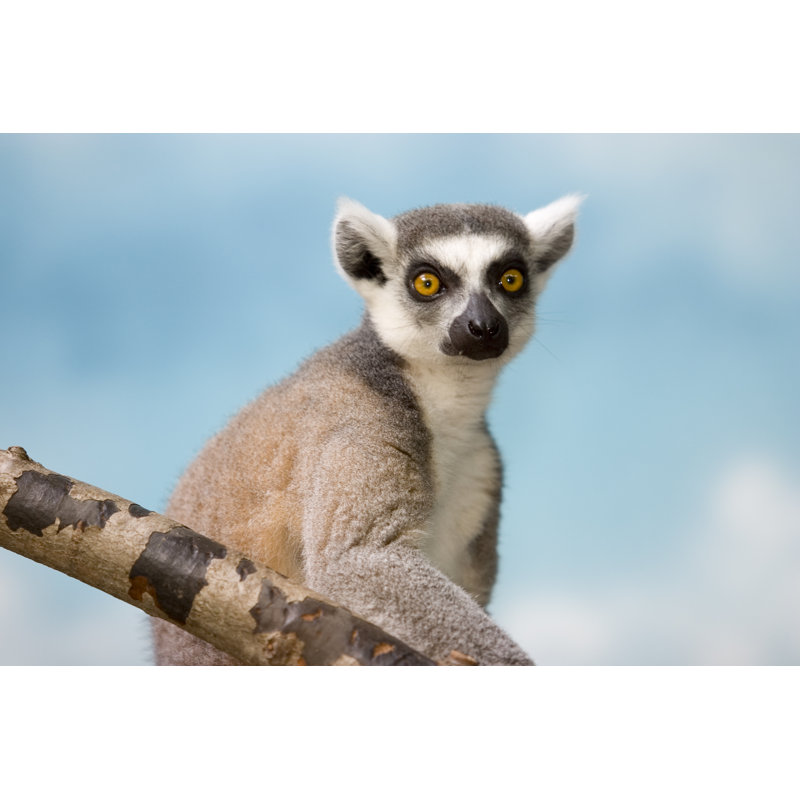 Lemur by Yingyang0 - Art Prints, 61cm H x 91cm W