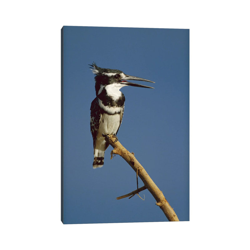 Pied Kingfisher Calling, Kenya by Tim Fitzharris - Gallery-Wrapped Canvas Giclée on Canvas, 20.32 cm H x 30.48 cm W, Canvas