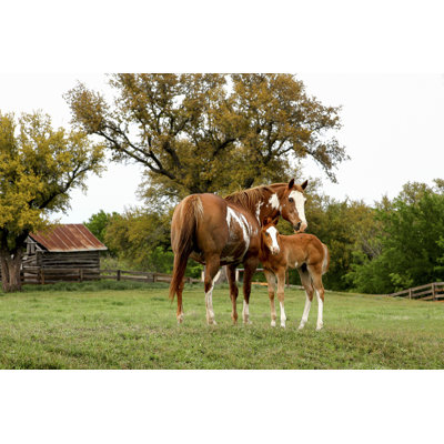 " Mare And Foal At Ranch "