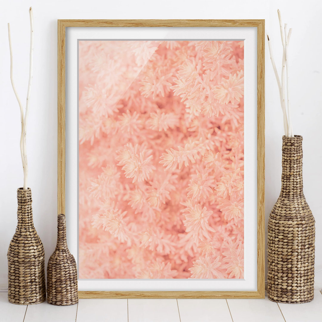 Gerahmter Fotodruck Pink Rosemary