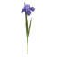 Iris-31 Inches Box Of 12-964355468