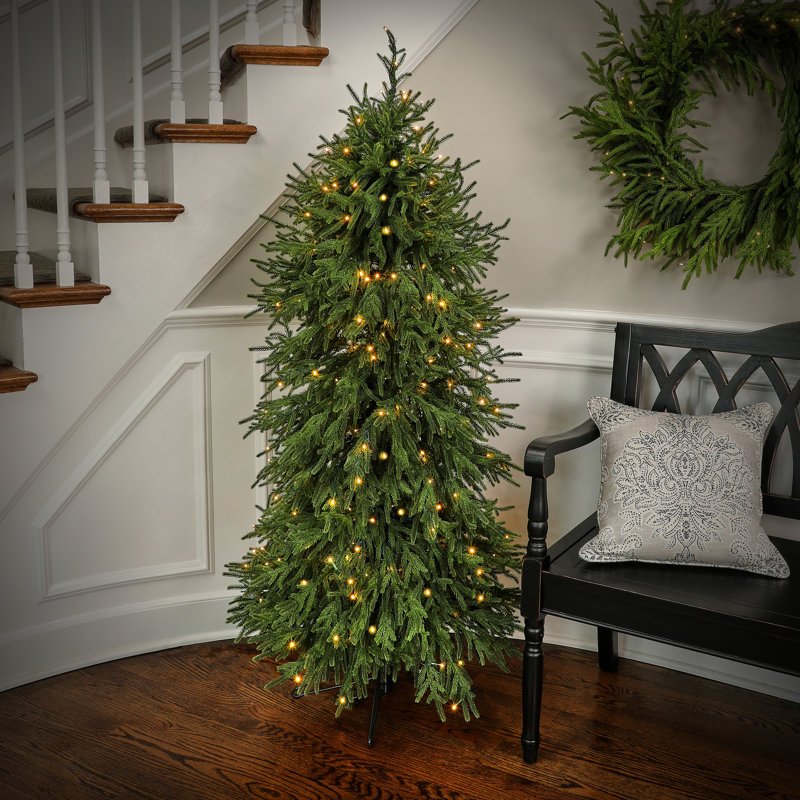 Arbre Norfolk 5 '3m