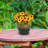 Ailynn Round Imperial Ceramic Outdoor Planter-1857609949-1857609946