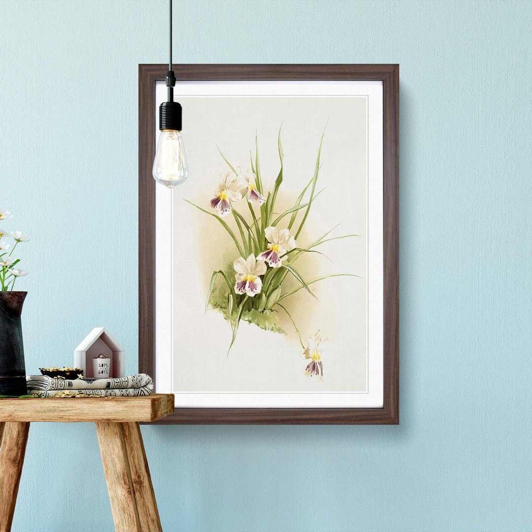 Magnolia Flowers Illustration Tab. 79 by Frederick Sander - Picture Frame Painting Print