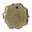 Plaque murale succulente D10x1,4 ", 2 pièces-1491303202