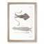 Illustrations of Squid by J.E. De Kay - Framed Print-55641790-55641793