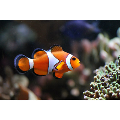 Clownfish Swimming by Cheekylorns - Wrapped Canvas Print