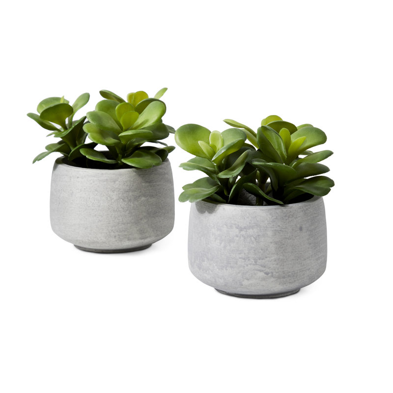 Ensemble de plantes grasses en pot 1 pièce 6,25 po