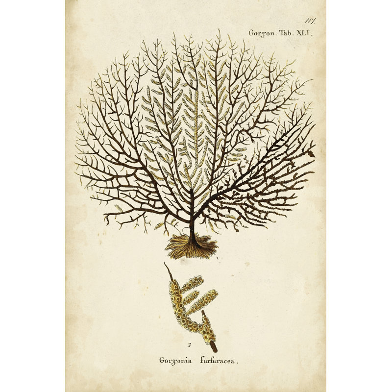 Esper Sea Fans VI -  Painting, 122 cm H x 81 cm W, Black Floater Framed