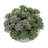 Succulents Arranged in a Ceramic Planter