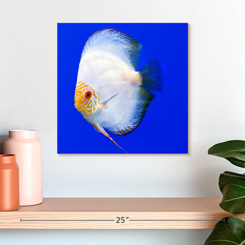 Brampt Pompadour Discus Fish, 16" H x 16" W