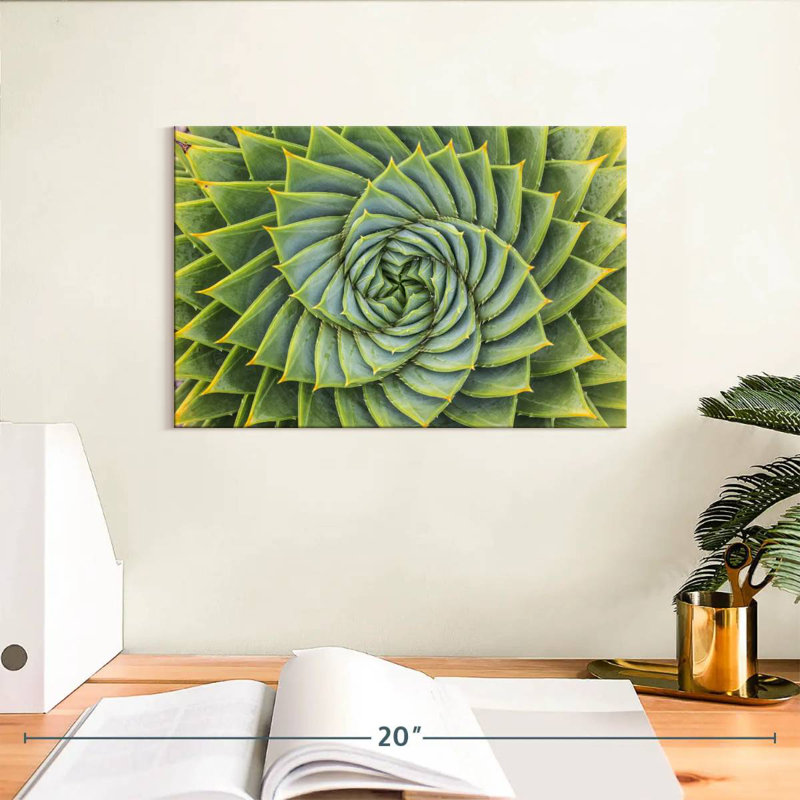 Harnek spirale succulente, H 8 po x l 12 po