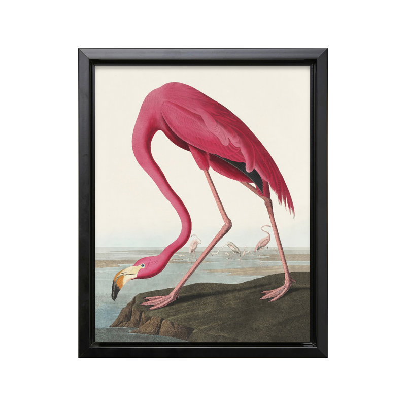 James Audubon - Flamant américain, Cadre noir, Canevas, H 11 po x l 14 po