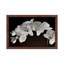 Orchids - Floater Frame Print on Canvas-214817169-214817162