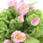 Real Touch Hydrangeas and Tulips Arranged in a Ceramic Vase