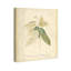 Jacquenette Cinnamomum sur toile-1489710015