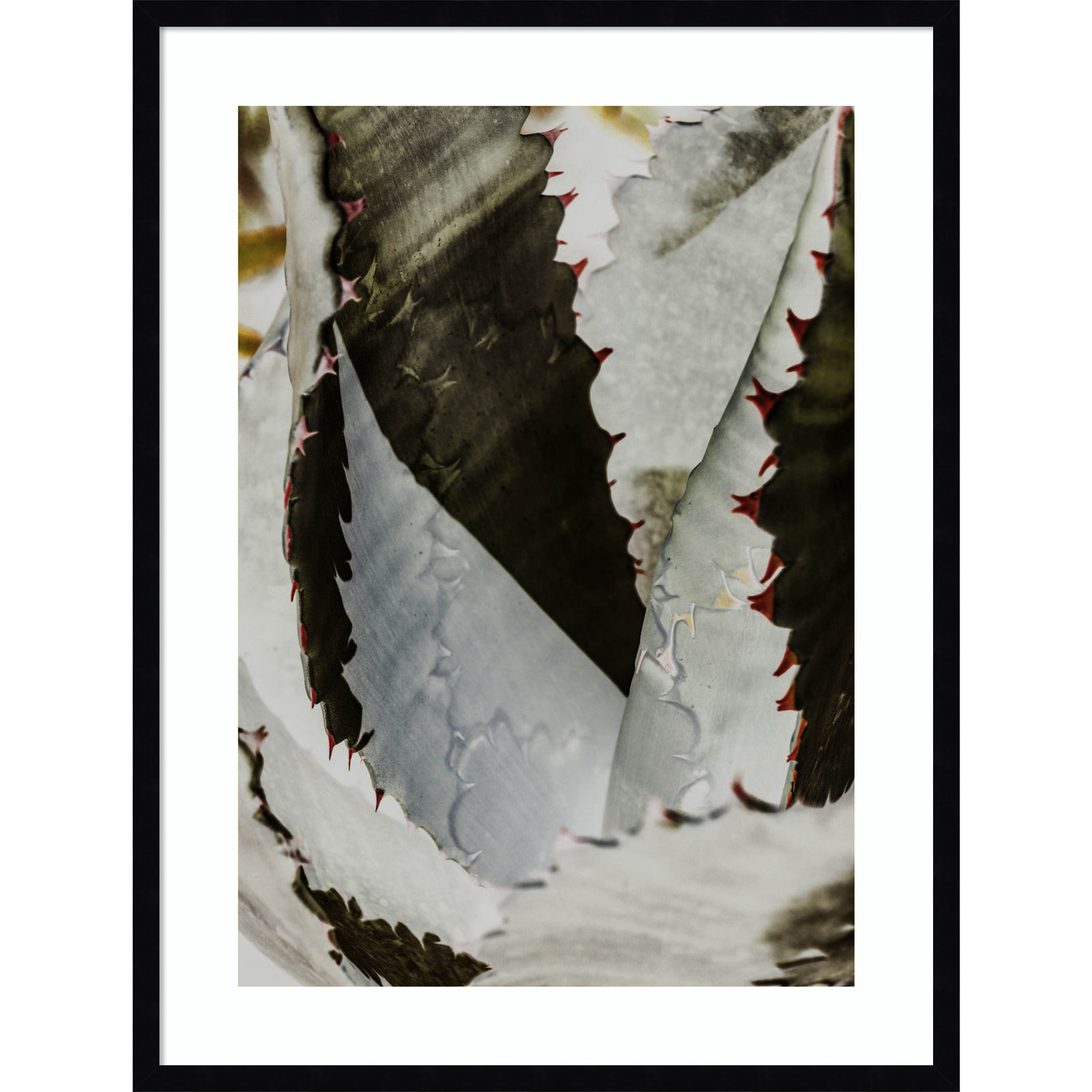 Daisey "Nova" Print by Shot by Clint, Black, 33" H x 25" W