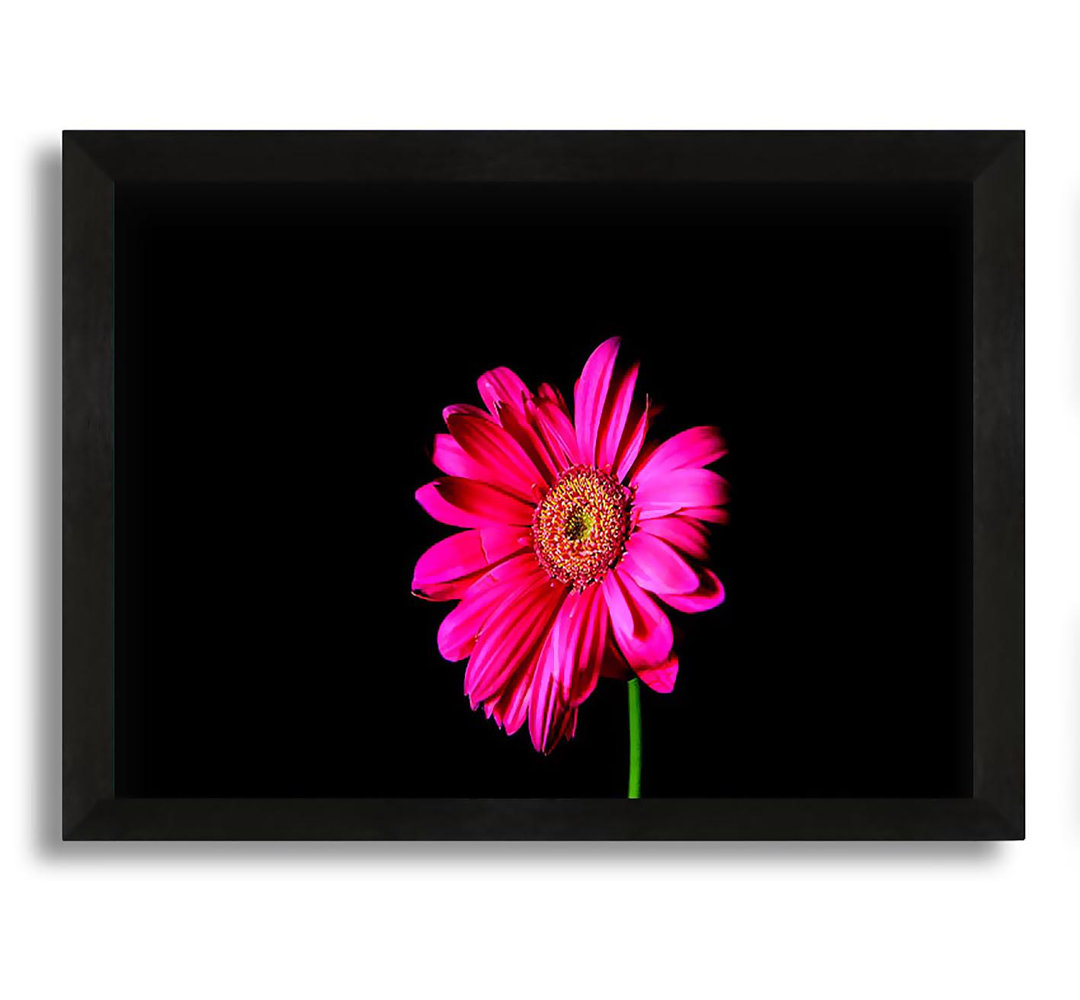 Gerahmtes Leinwandbild Hot Pink Gerber Daisy