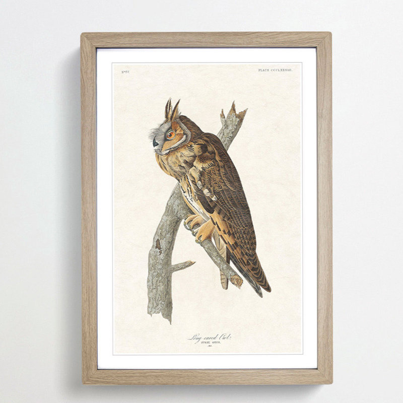 Long-Eared Owl by John Audubon - Picture Frame Painting Print, 36cm H x 27cm W x 2cm D, Oak Framed
