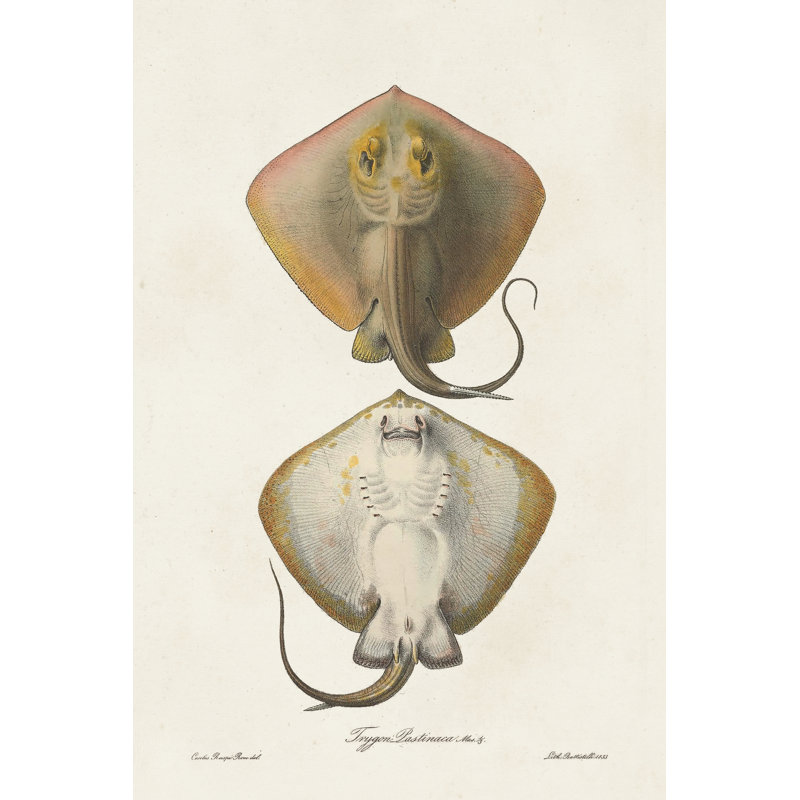 Antique Rays I - Print on Canvas, 122 cm H x 81 cm W, Wrapped Canvas