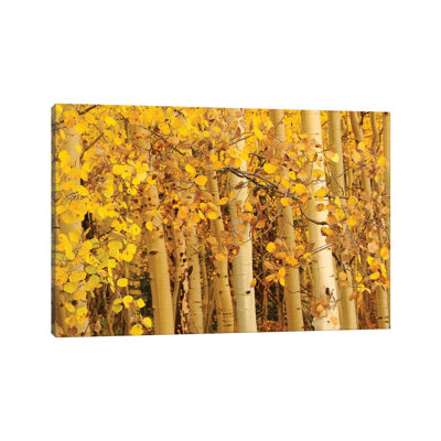 Aspen Leaves 1 Piece Wrapped Canvas Wall Art