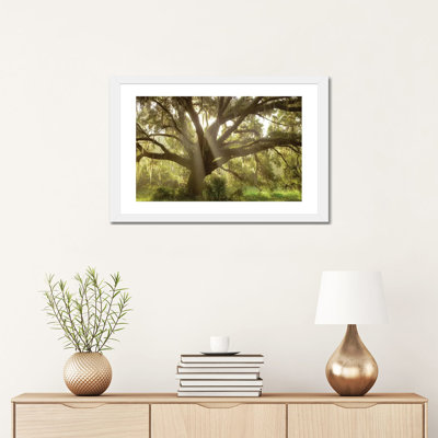 " Beautiful Southern Live Oak Tree, Flordia " by Maresa Pryor